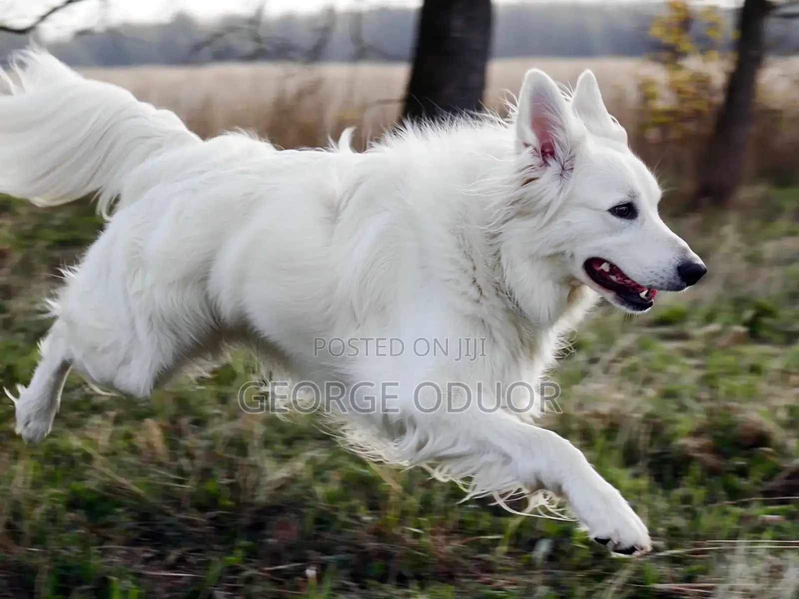 6-12 months Male Purebred German Shepherd