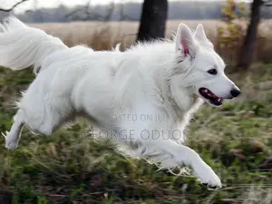 6-12 months Male Purebred German Shepherd