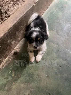 1-3 months Female Purebred Japanese Spitz