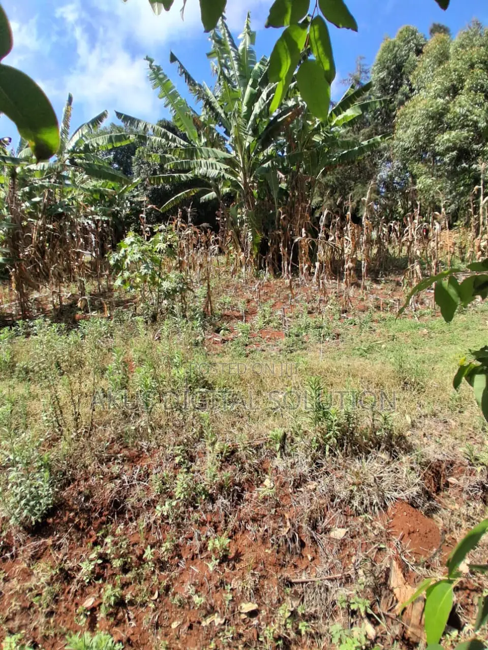 Prime Plots for Sale in Kikuyu (50X100)