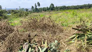 3.5 Acres for Sale in Gikambura Jambo TV