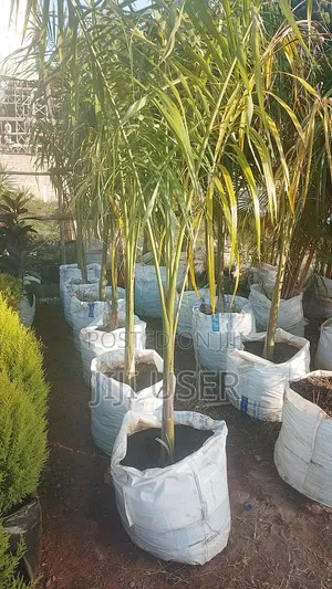 Big Roly Palm