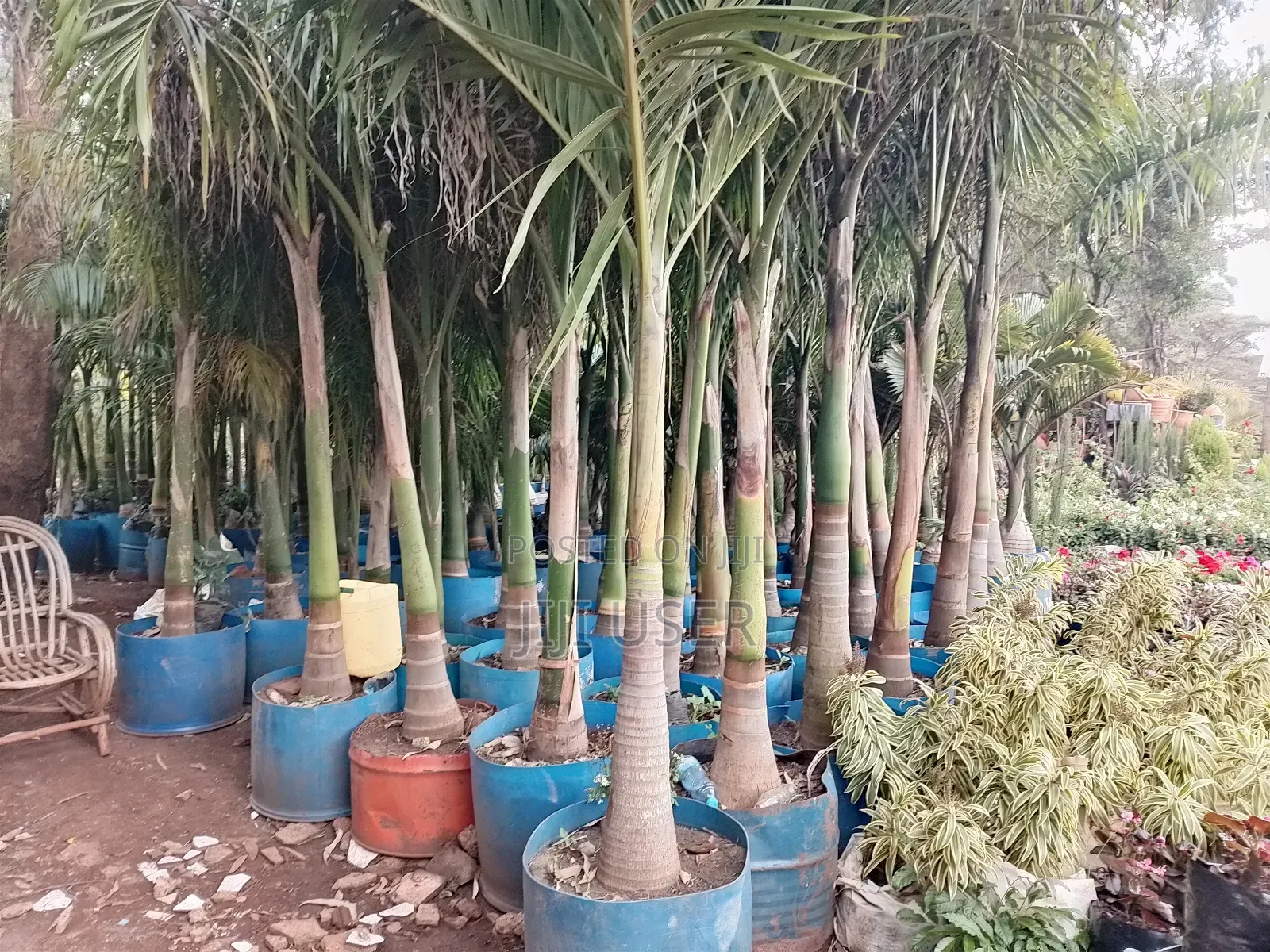 Big Roly Palm