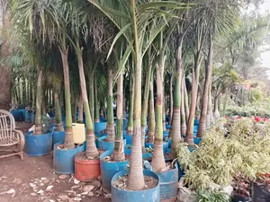 Big Roly Palm