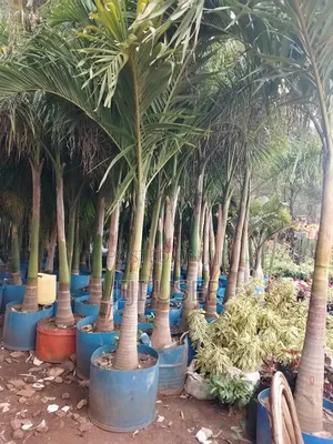 Big Roly Palm