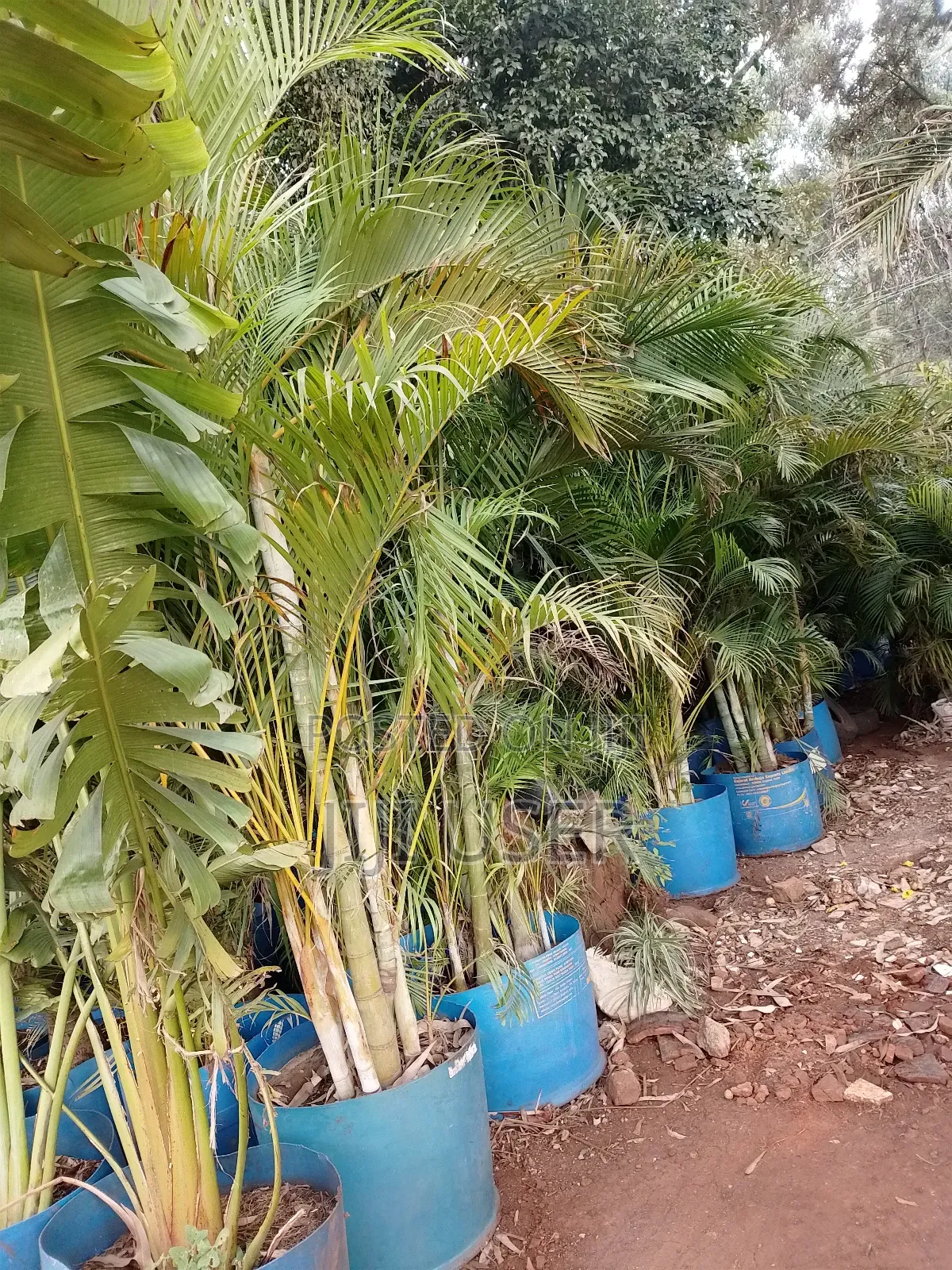 Big Roly Palm