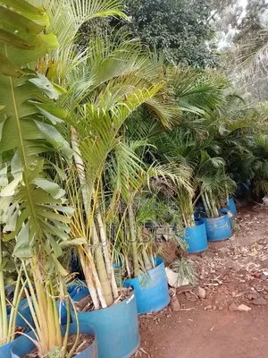 Big Roly Palm