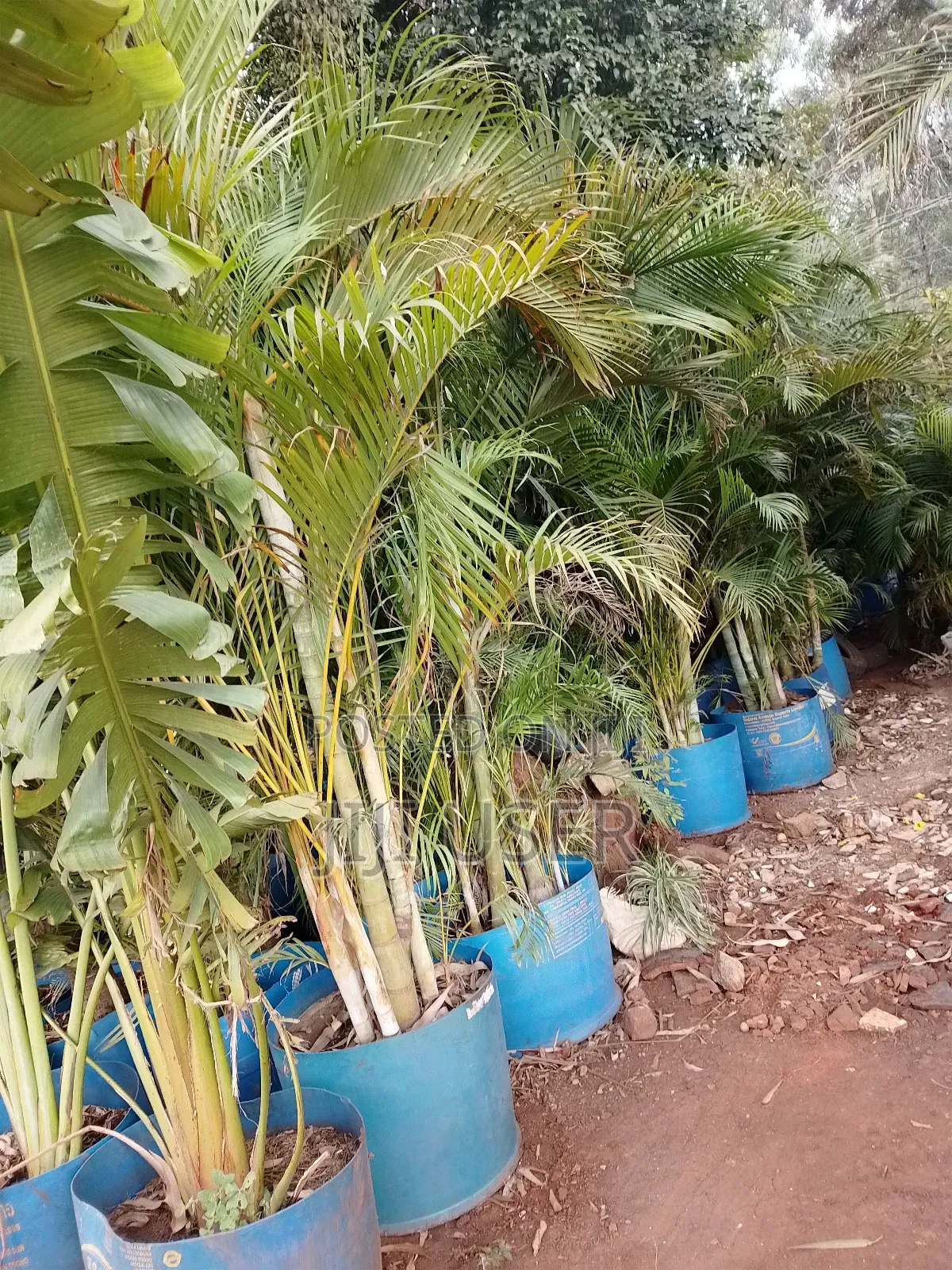 Big Roly Palm