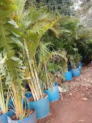 Big Roly Palm