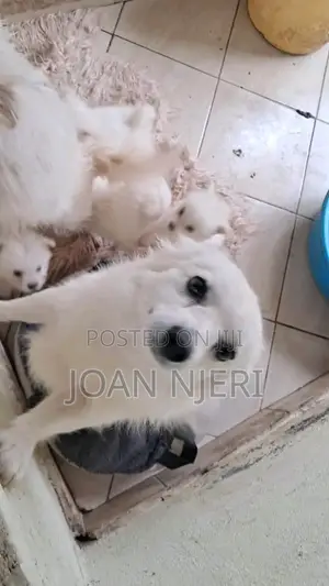 3-6 months Female Purebred Japanese Spitz