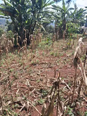 Prime Plots for Sale in Kikuyu (50X100)