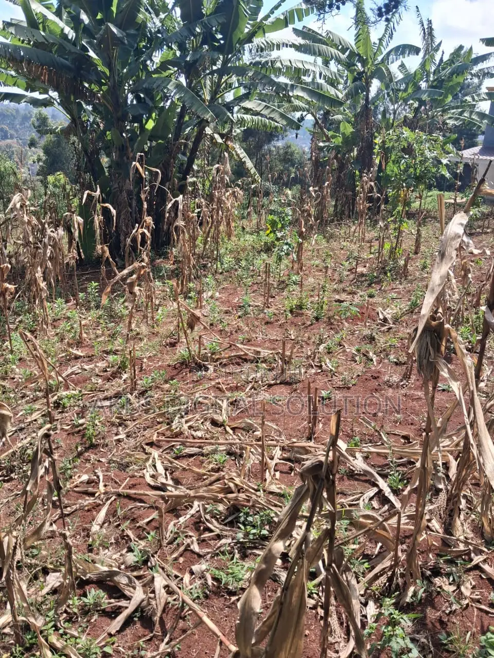 Prime Plots for Sale in Kikuyu (50X100)