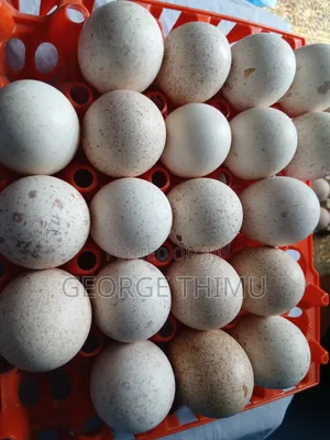 Fresh Fertilised Turkey Eggs on Sale