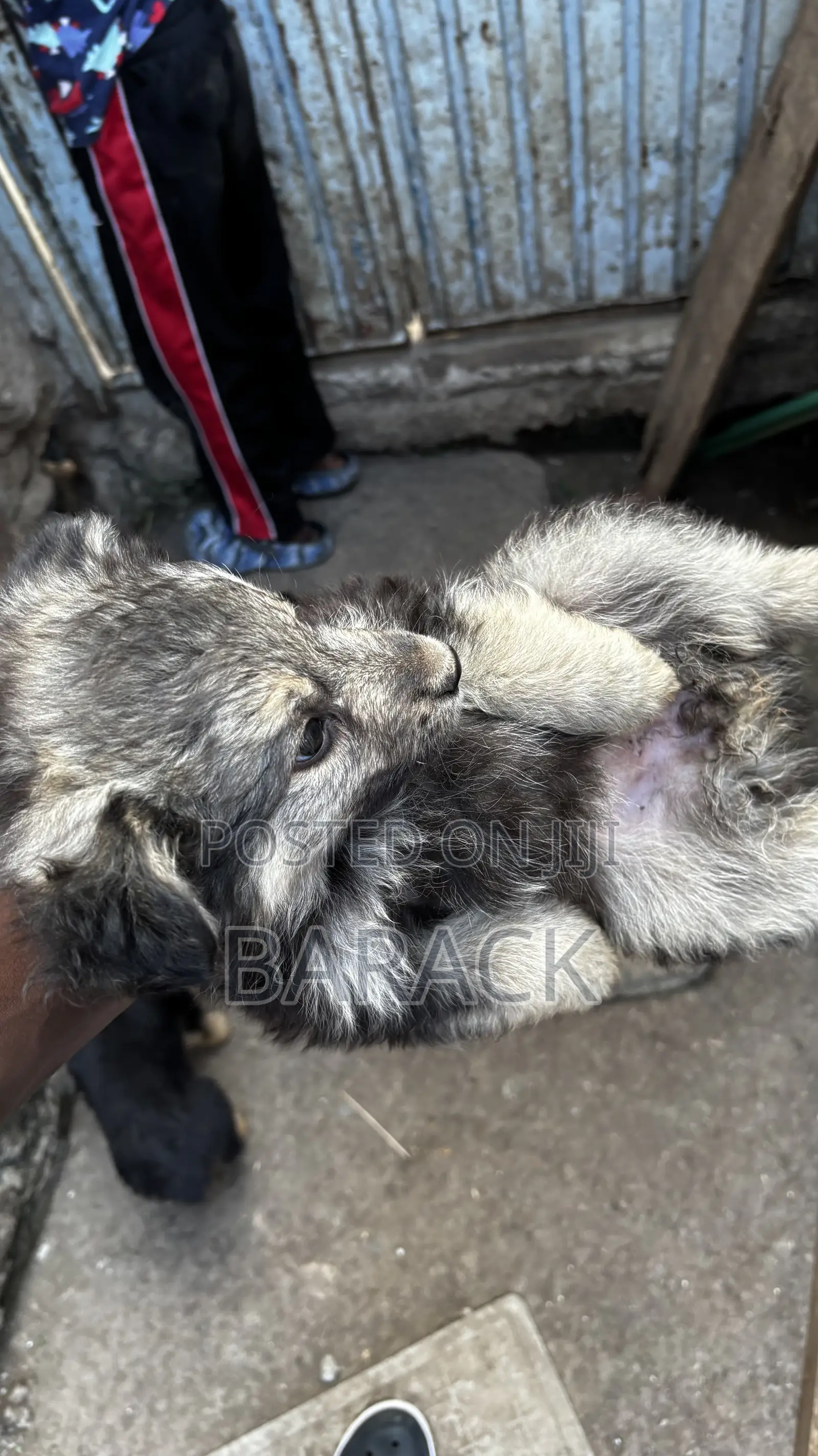 1-3 months Male Mixed Breed German Shepherd