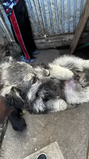 1-3 months Male Mixed Breed German Shepherd