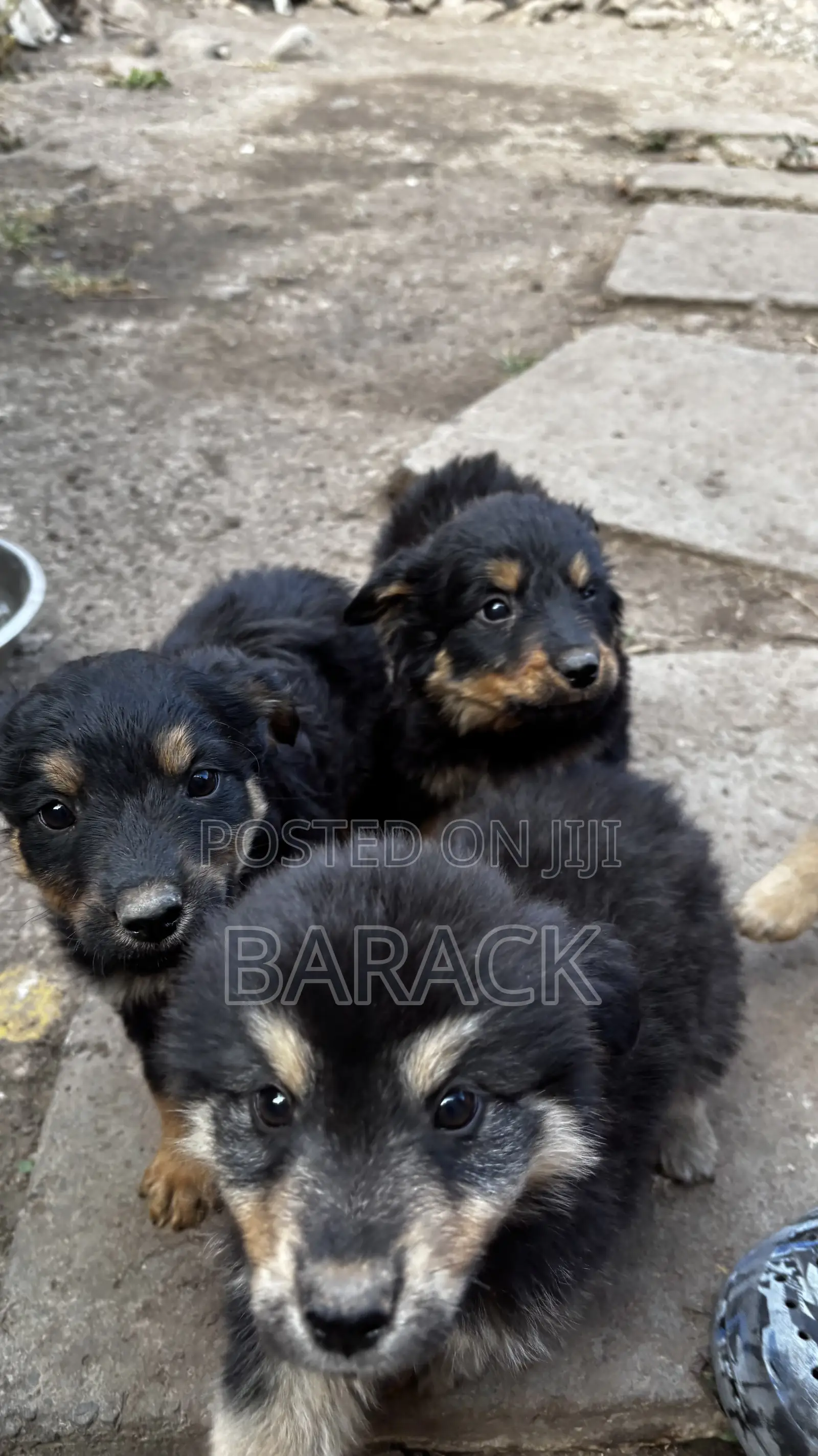 1-3 months Male Mixed Breed German Shepherd