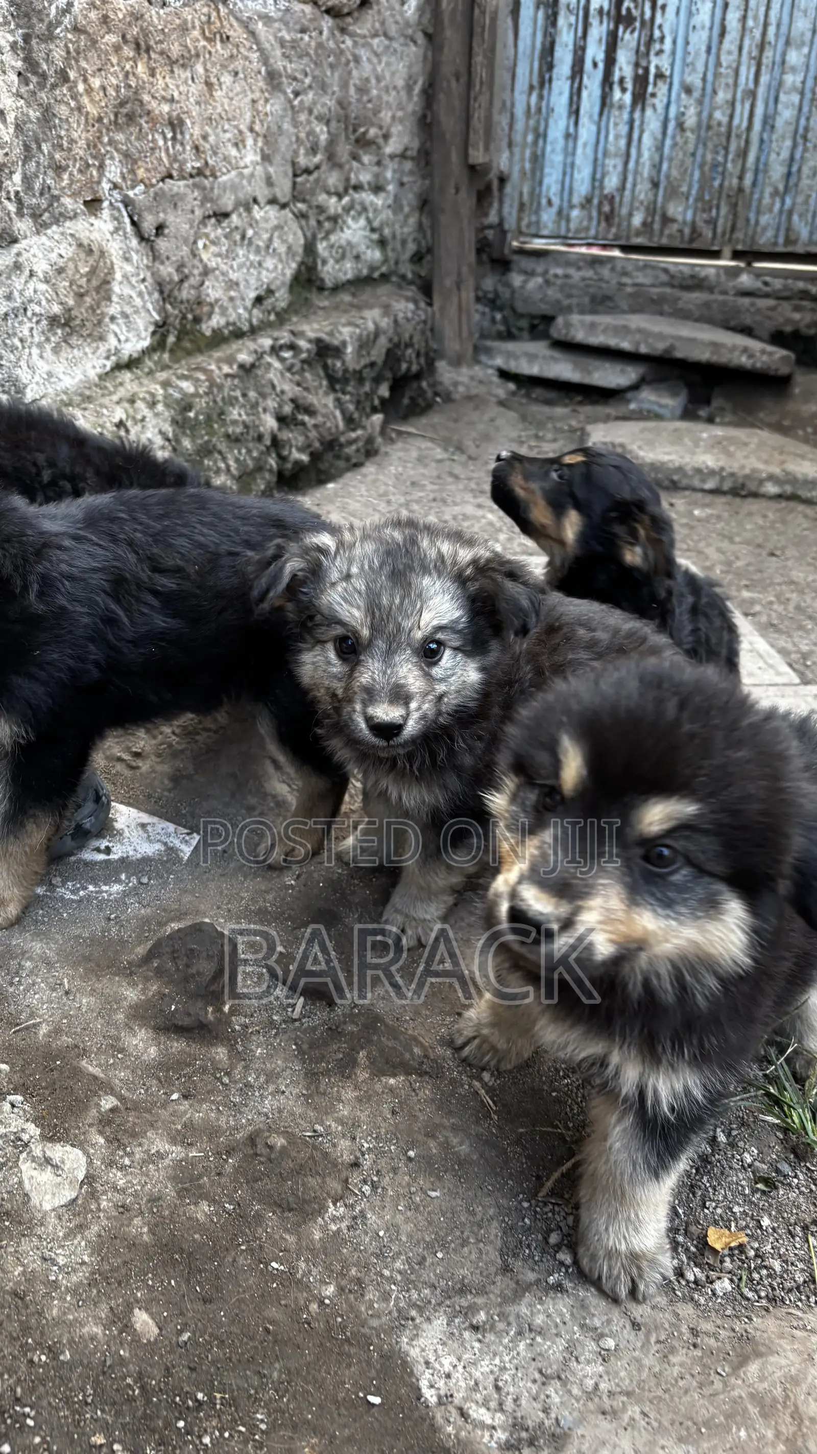 1-3 months Male Mixed Breed German Shepherd