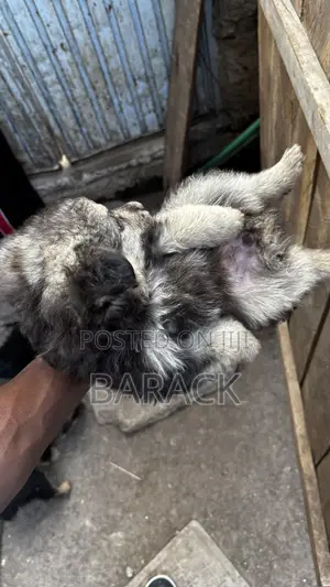 1-3 months Male Mixed Breed German Shepherd
