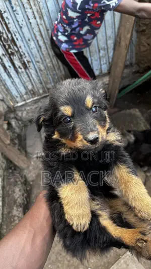 1-3 months Male Mixed Breed German Shepherd