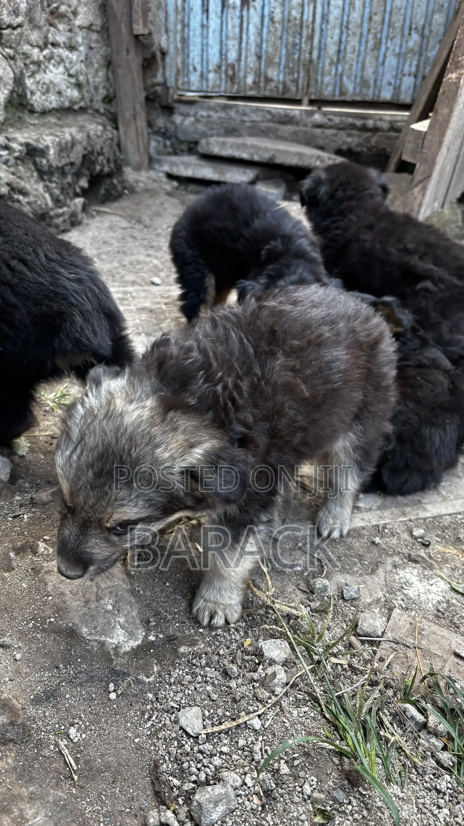 1-3 months Male Mixed Breed German Shepherd