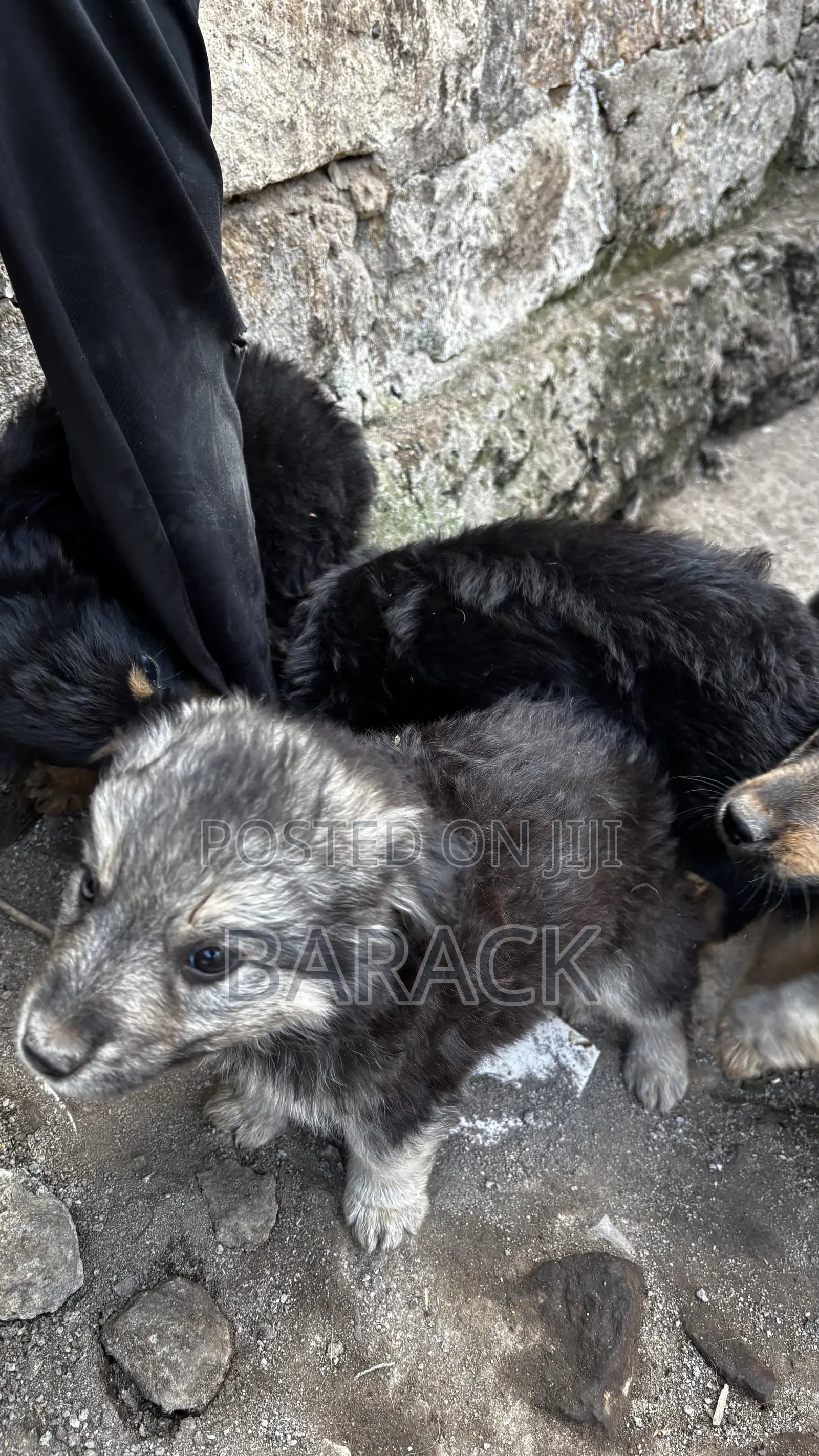 1-3 months Male Mixed Breed German Shepherd