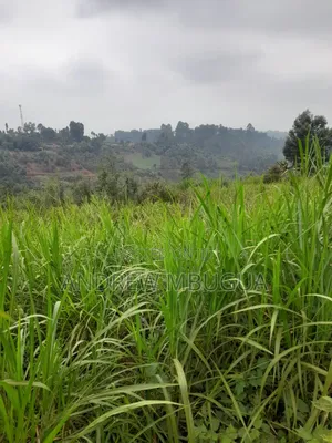 Kanyoni Area Quarter Acre 50 Metres From Thika Uplands Highway