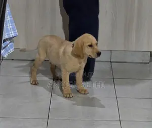 1-3 months Male Purebred Labrador Retriever