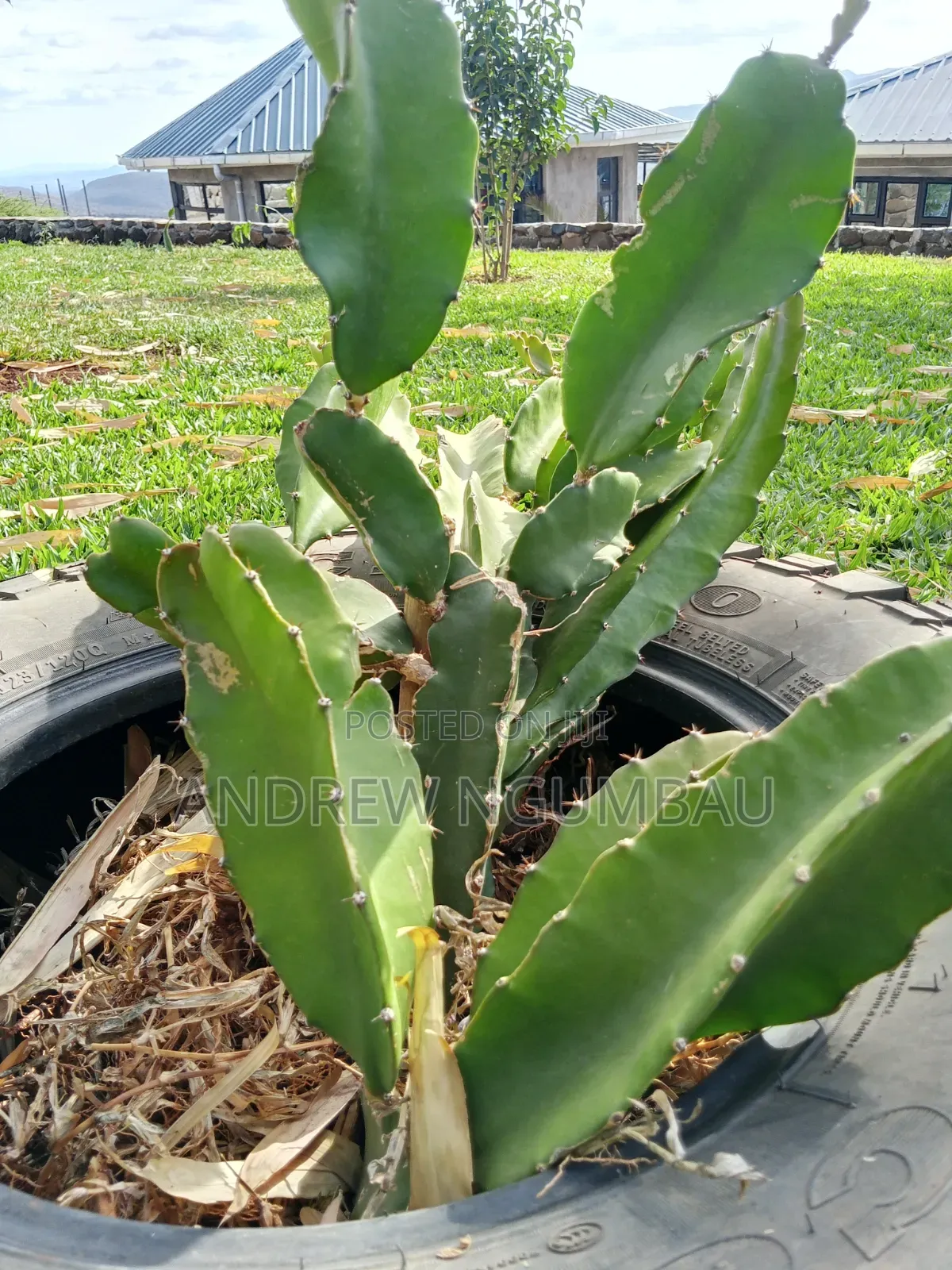 Red Rooted Dragon Fruit Cuttings