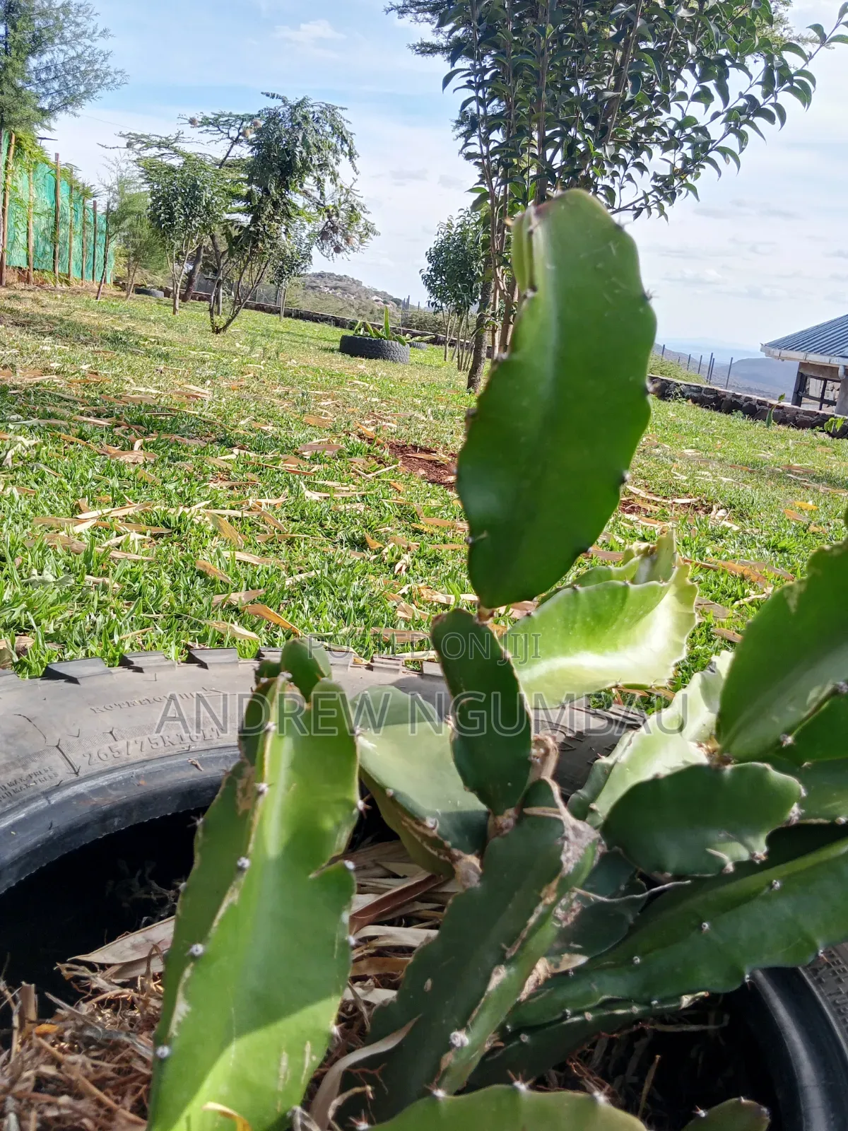 Red Rooted Dragon Fruit Cuttings