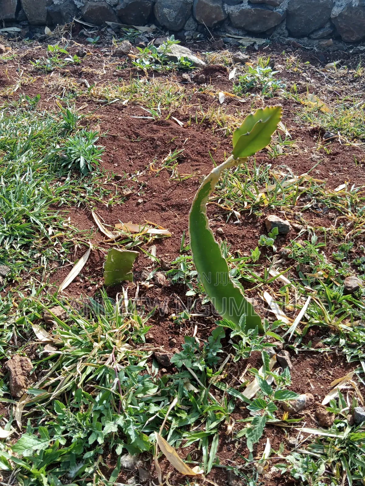 Red Rooted Dragon Fruit Cuttings
