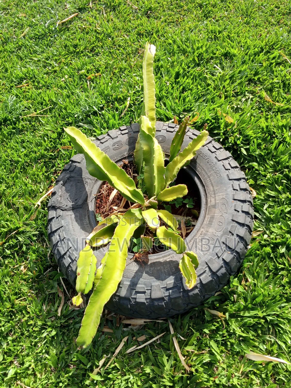 Red Rooted Dragon Fruit Cuttings