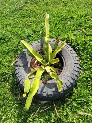 Red Rooted Dragon Fruit Cuttings
