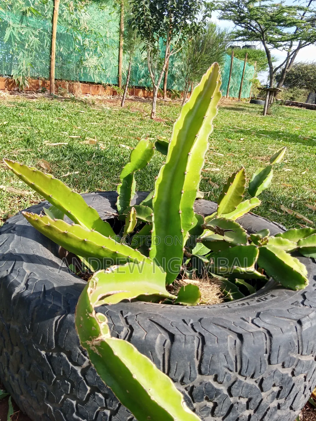 Red Rooted Dragon Fruit Cuttings