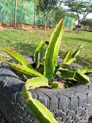 Red Rooted Dragon Fruit Cuttings