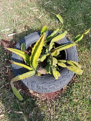 Red Rooted Dragon Fruit Cuttings