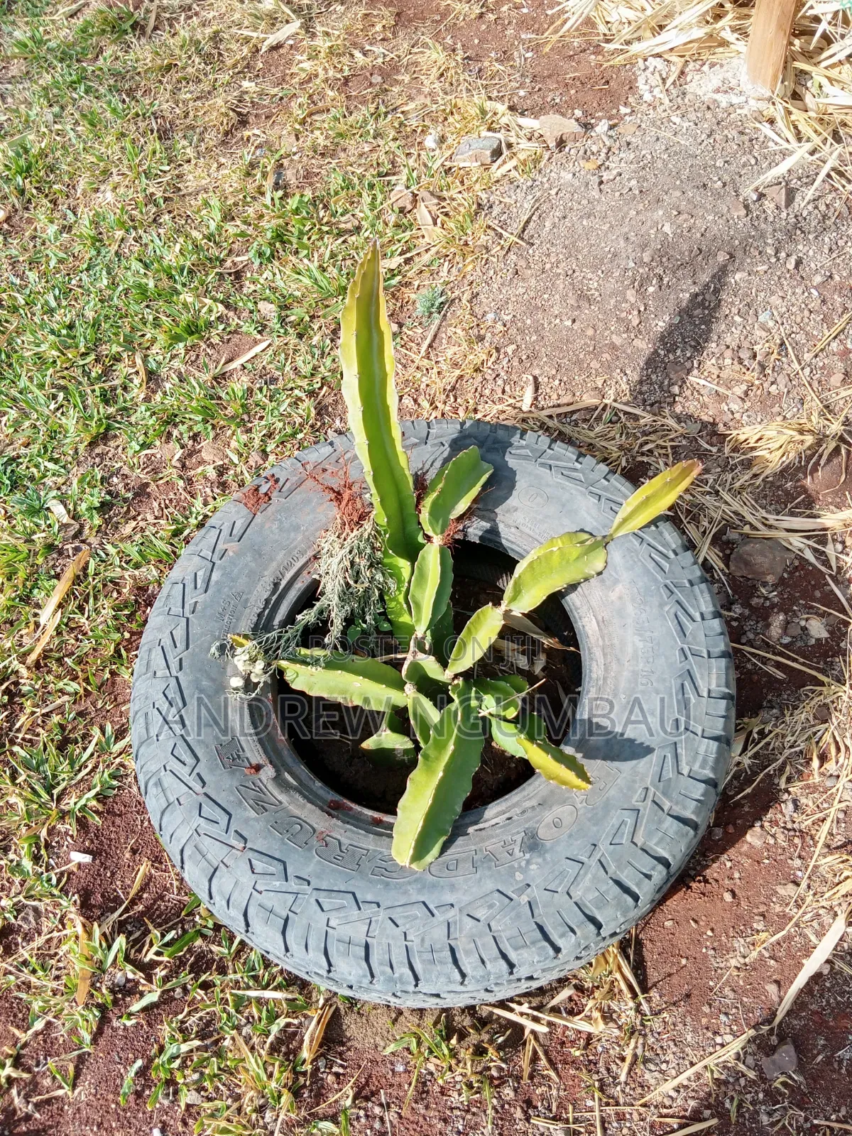 Red Rooted Dragon Fruit Cuttings
