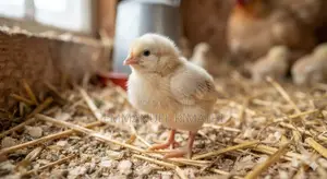 Day Old Pure Kienyeji Chicks