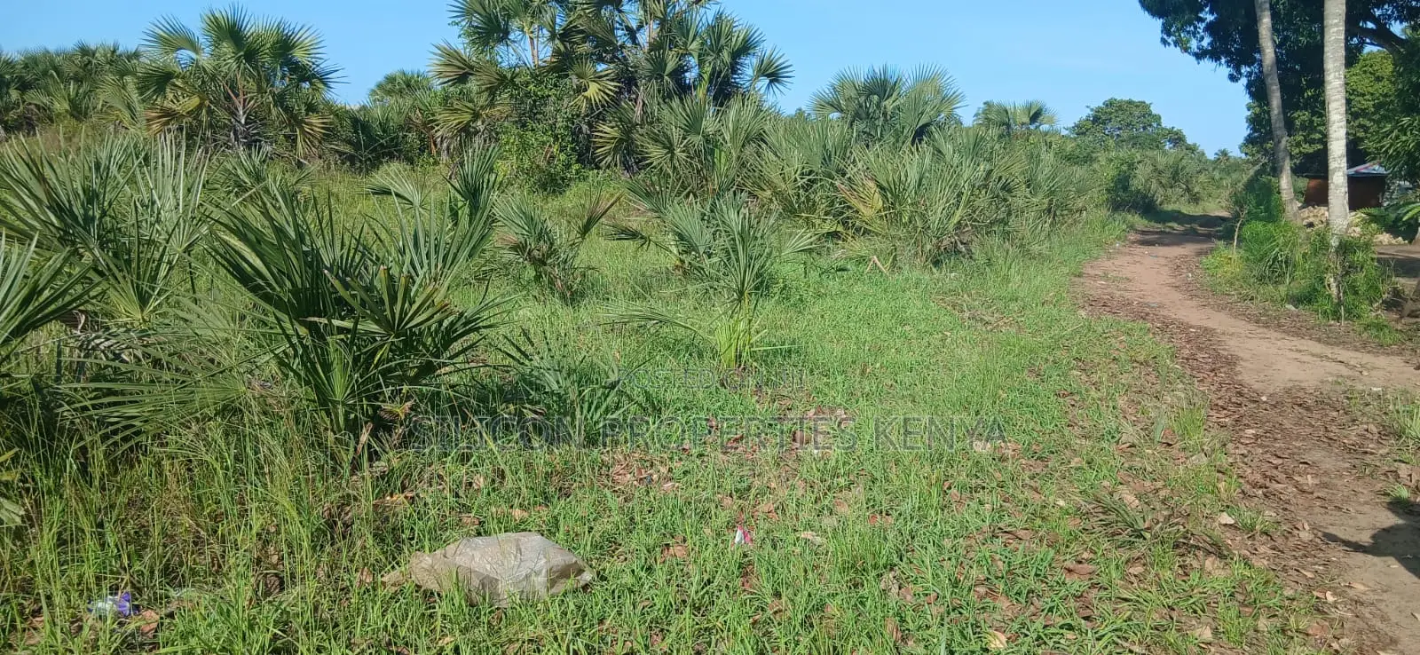 Quarter-Acre Plot for Sale in Mvindeni