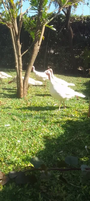 Pure White Turkeys for Sale