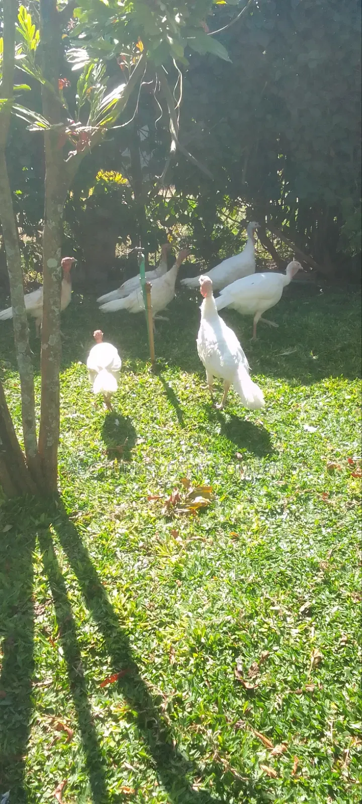 Pure White Turkeys for Sale