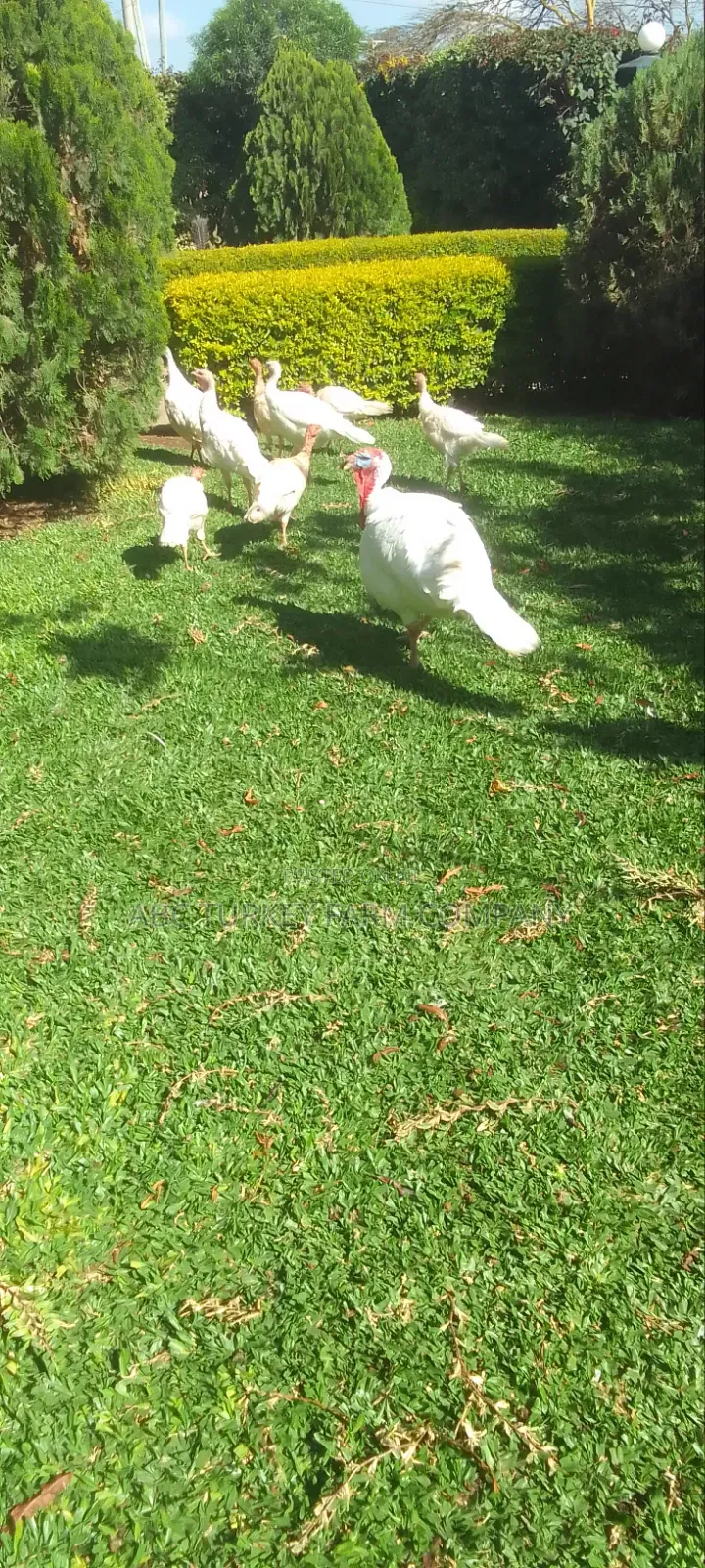 Pure White Turkeys for Sale