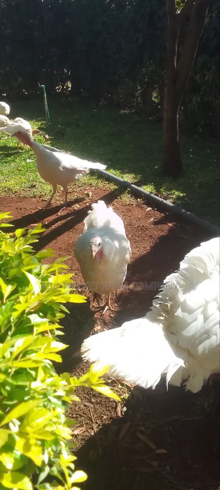 Pure White Turkeys for Sale
