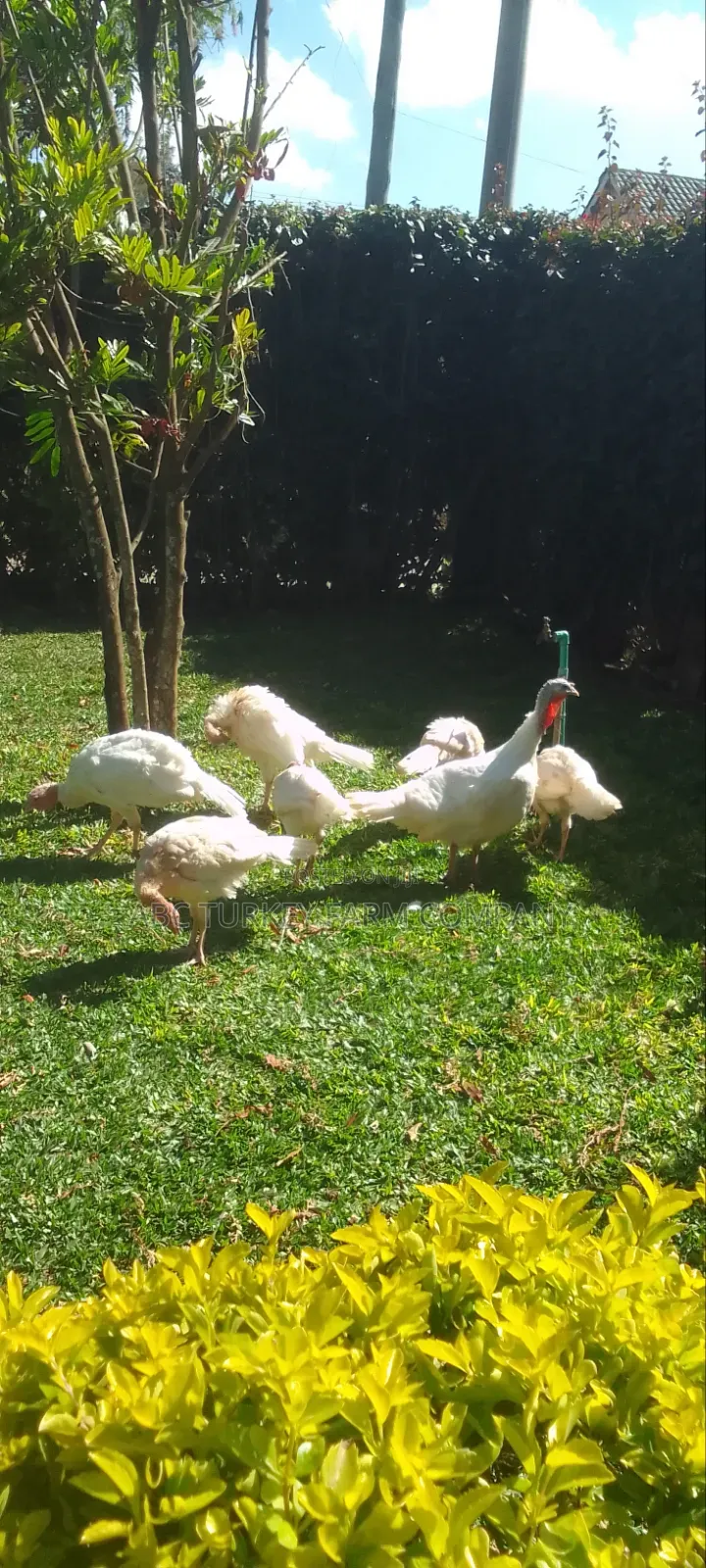 Pure White Turkeys for Sale