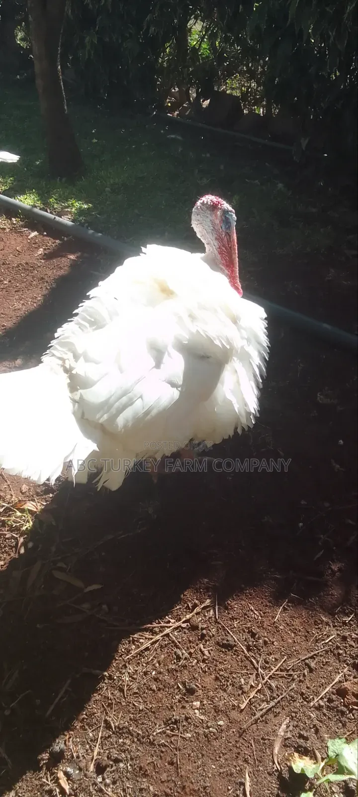 Pure White Turkeys for Sale