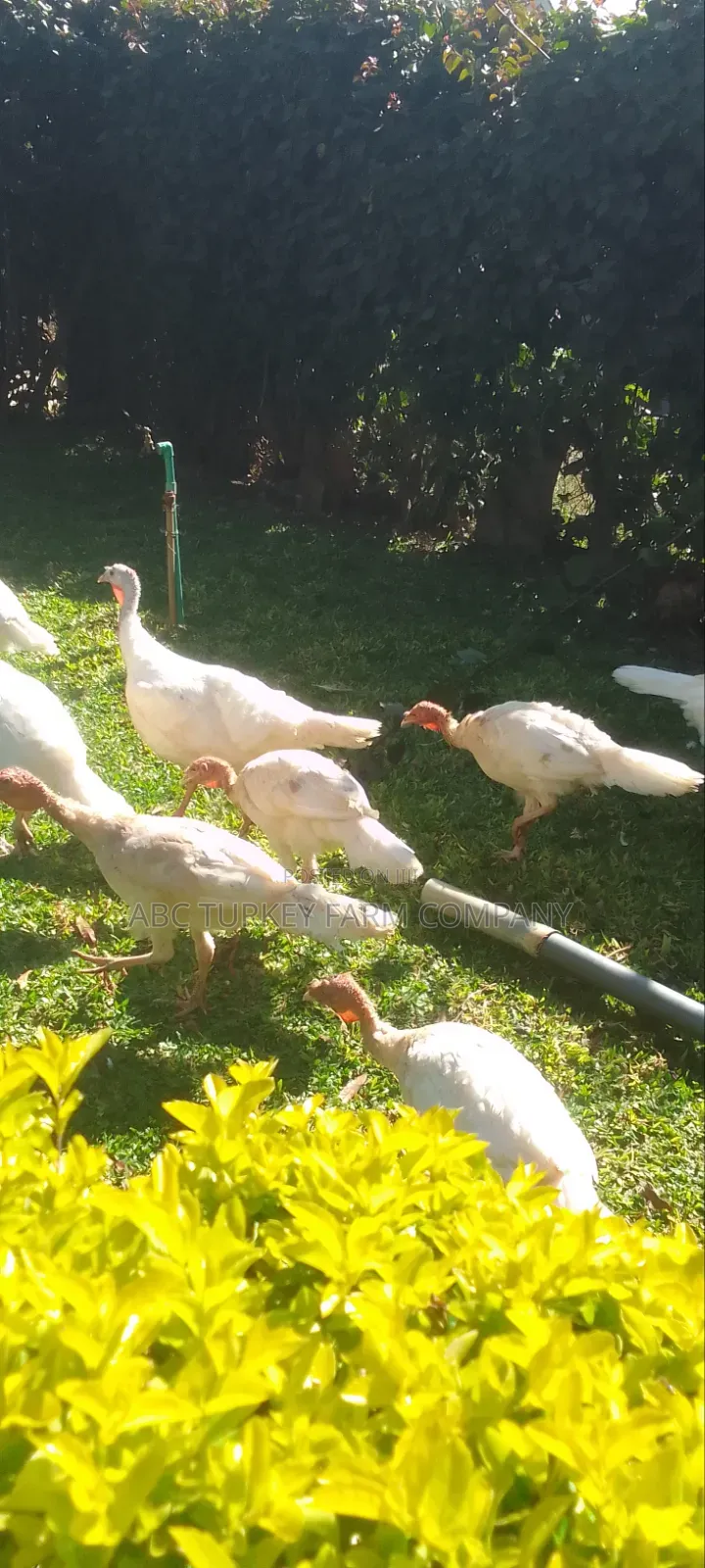 Pure White Turkeys for Sale