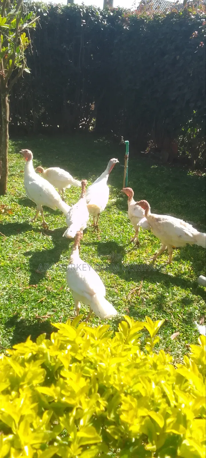 Pure White Turkeys for Sale