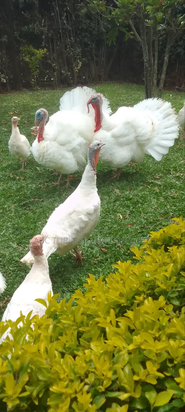 Pure White Turkeys for Sale