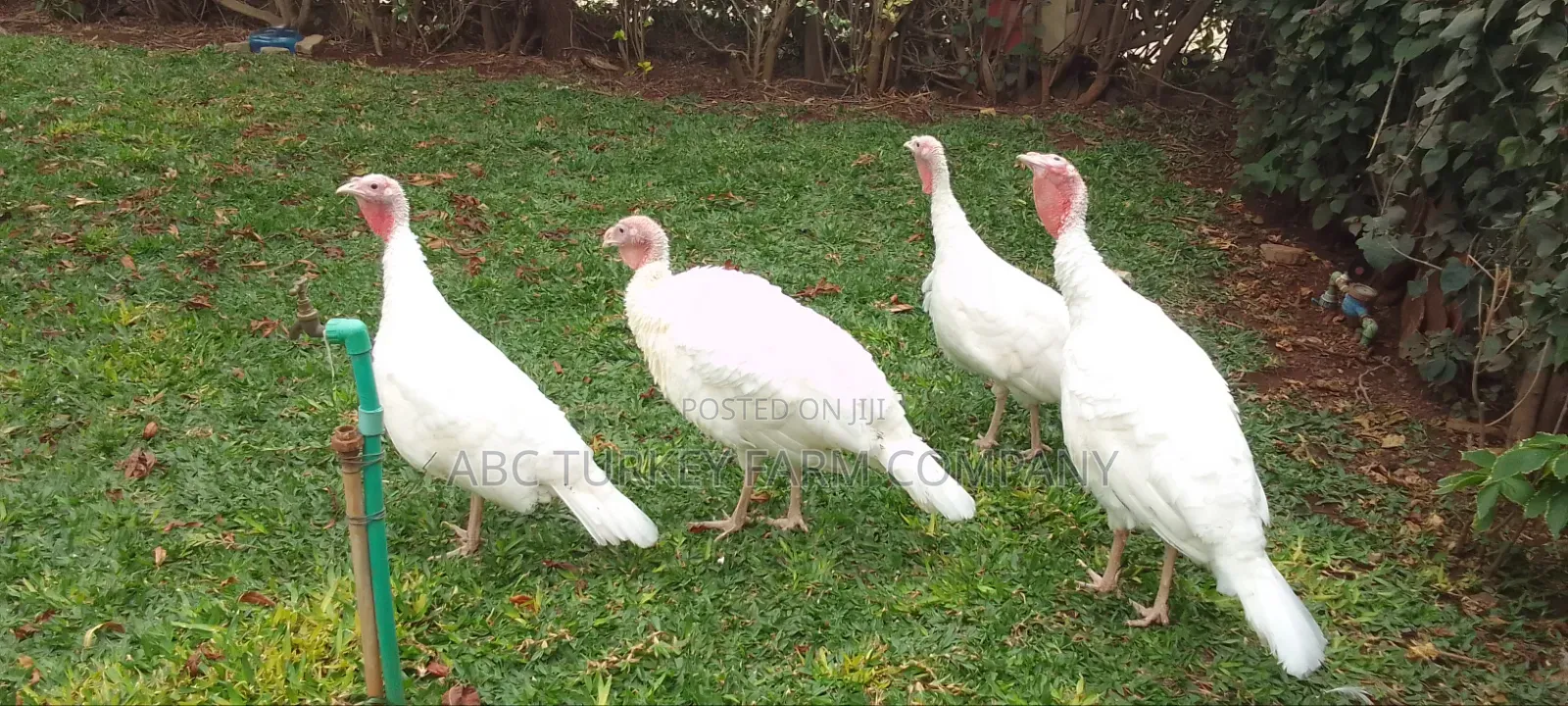 Pure White Turkeys for Sale