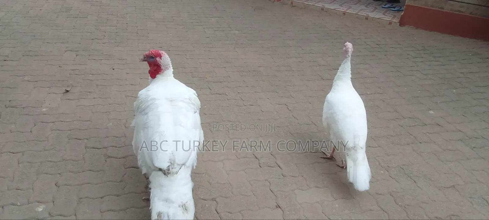 Pure White Turkeys for Sale