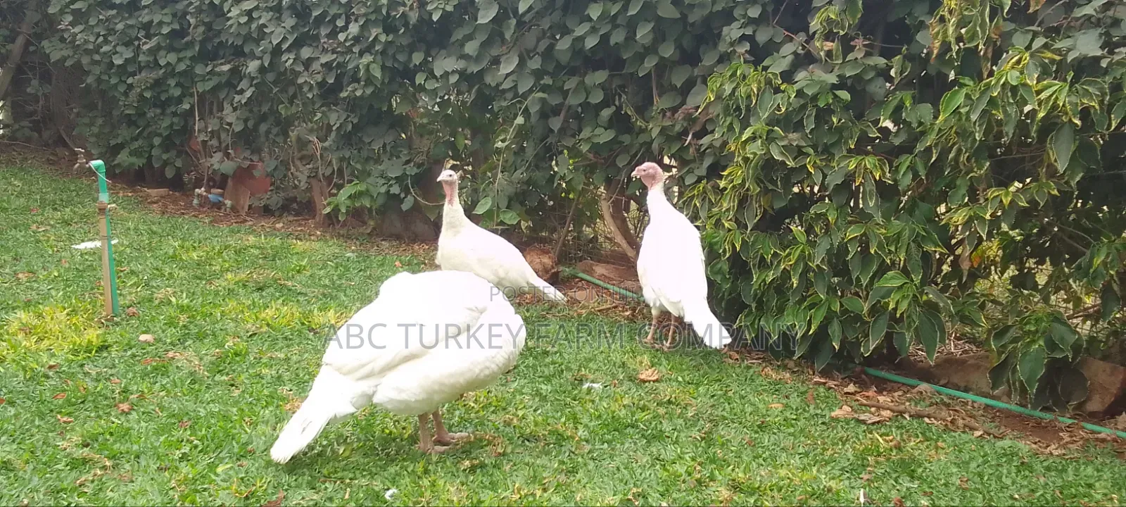 Pure White Turkeys for Sale